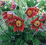 ¡NUEVO! Más de 20 semillas de flor de anémona roja