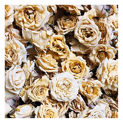 Ramillete de 12 capullos de rosa liofilizados amarillos miniatura 1