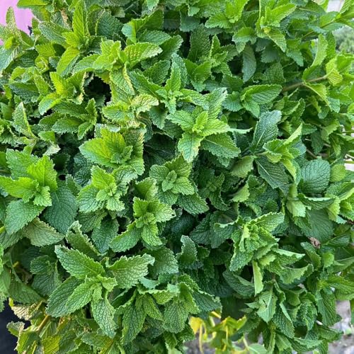 semillas de menta verde - menta comprar silvestres jardín para raras variedades antiguas para camas elevadas 1600pcs