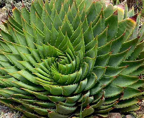 Asklepios-seeds® - 10 Semi di Aloe polyphylla