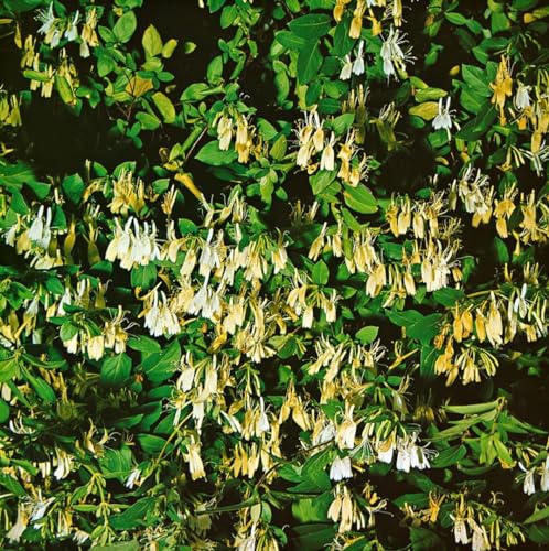Geißblatt 'Halliana' Lonicera japonica - Winterhartes Klettergewächs, Duftend, Im 5L Topf, 80-100cm, Bienenfreundlich – Bild 4