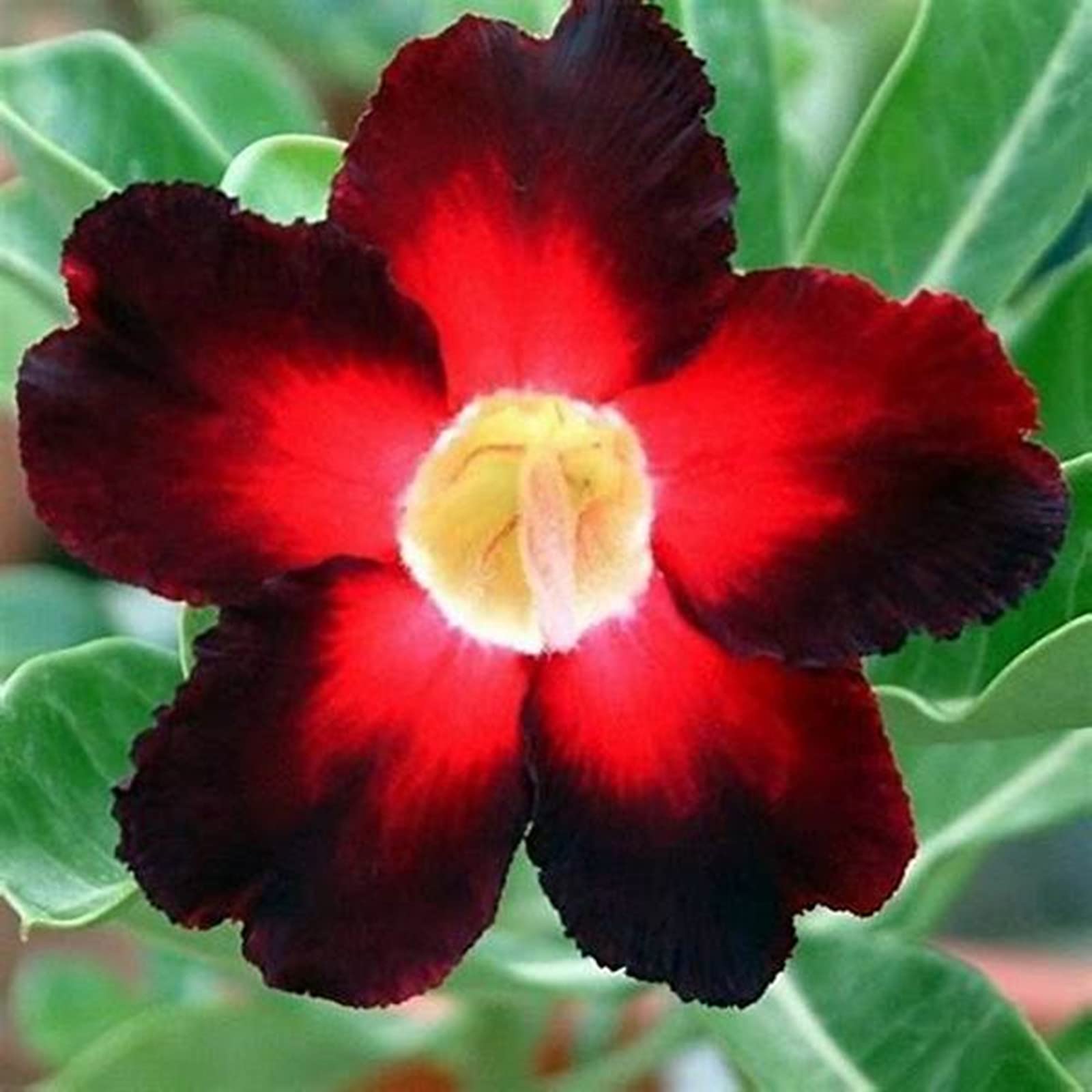 Desert Rose Plant Live, Plants/Rhizome/Ornamental/Resistant/Desert Rose Strong Plan, Desert Rose Easy to Plant, Suitable, Gorgeous, Desert Rose Plant Bulbs,Bedding/Desert Rose Bulbs, 3Bulbs-I