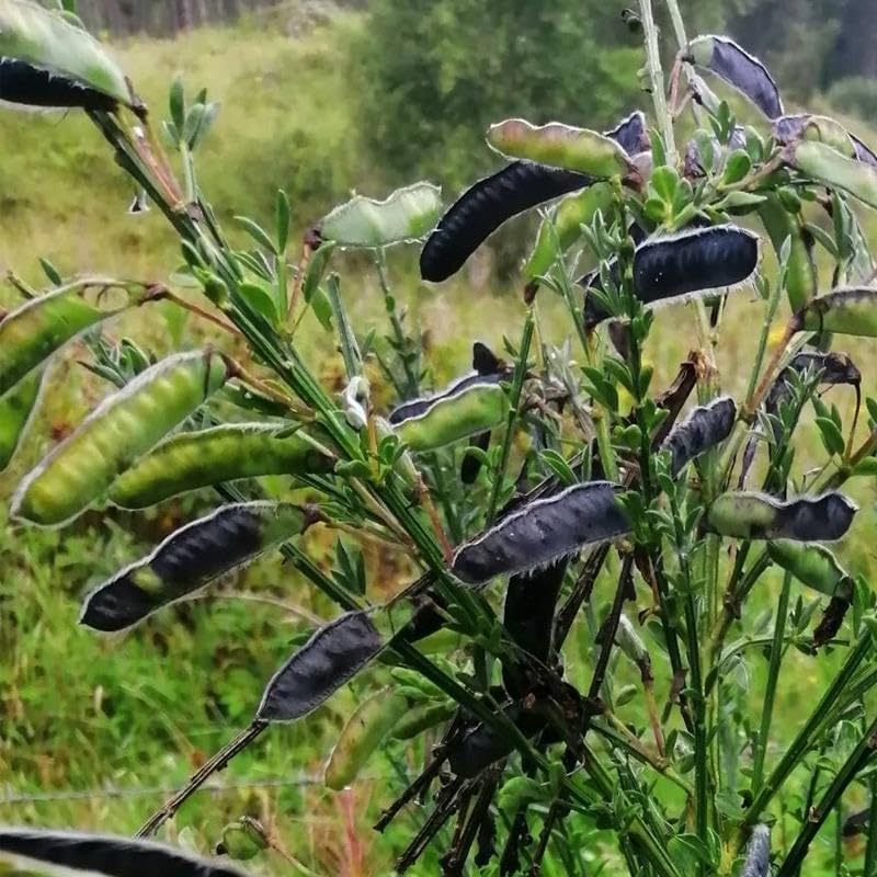 Cytisus scoparius (Scotch Broom) Shrub Seeds, Small, Tolerate Poor Soil Conditions, Seeds by MySeeds.Co, You Choose The Amount (1 LB)