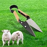 Tolle Scheren zum Scheren von Schafen von Hand, sehr scharf und effizient, sparen viel Zeit