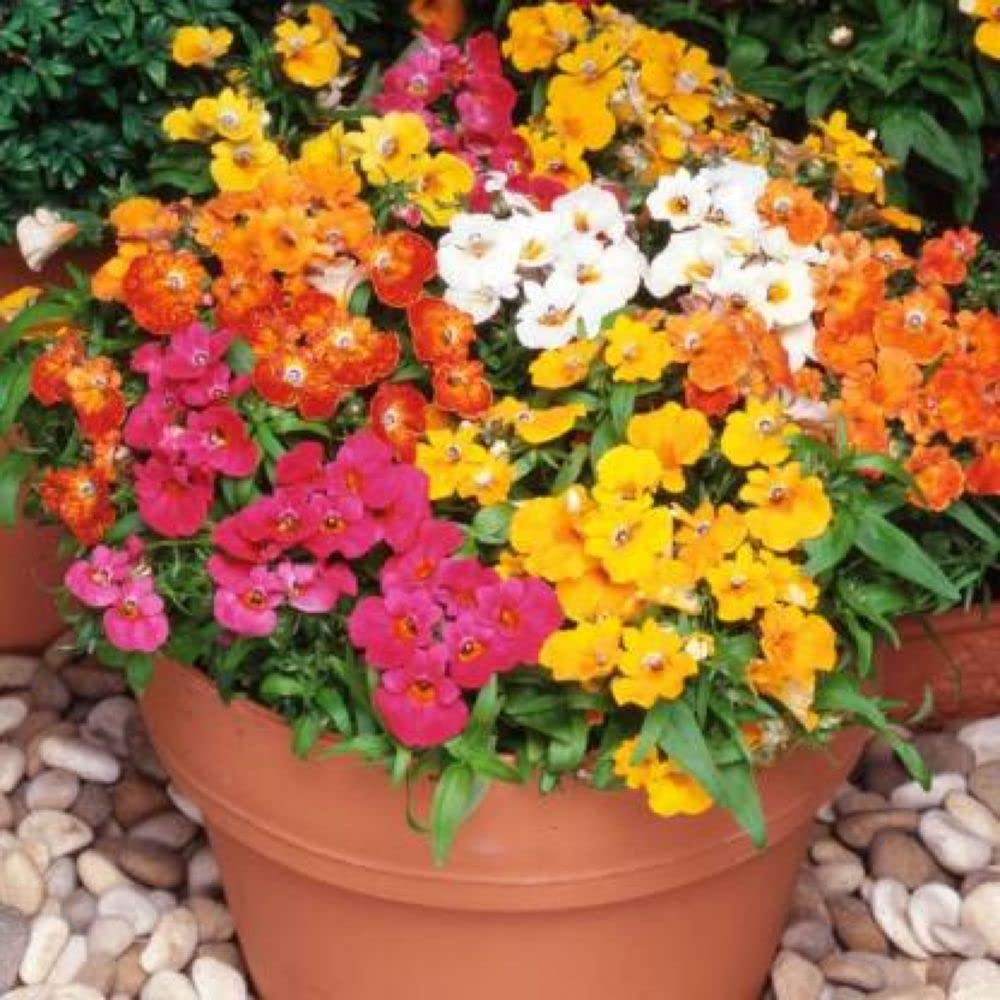 See full amazon price history chart for PLANTOGALLERY Flower Seeds | Nemesia Mix Color Flower Seeds For Home Gardening (60 seeds Pack) PLANTOGALLERY Flower Seeds | Nemesia Mix Color Flower Seeds For Home Gardening (60 seeds Pack) (B09BG2334W) Amazon Price History, Amazon Price Tracker