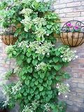 50 Climbing Hydrangea Anomala Petiolaris Vine Flower Seeds