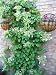 50 CLIMBING HYDRANGEA Anomala Petiolaris Vine Flower Seeds