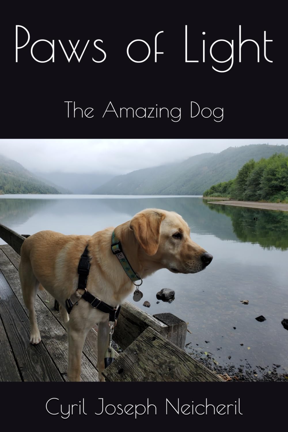 Paws of Light: The Amazing Dog