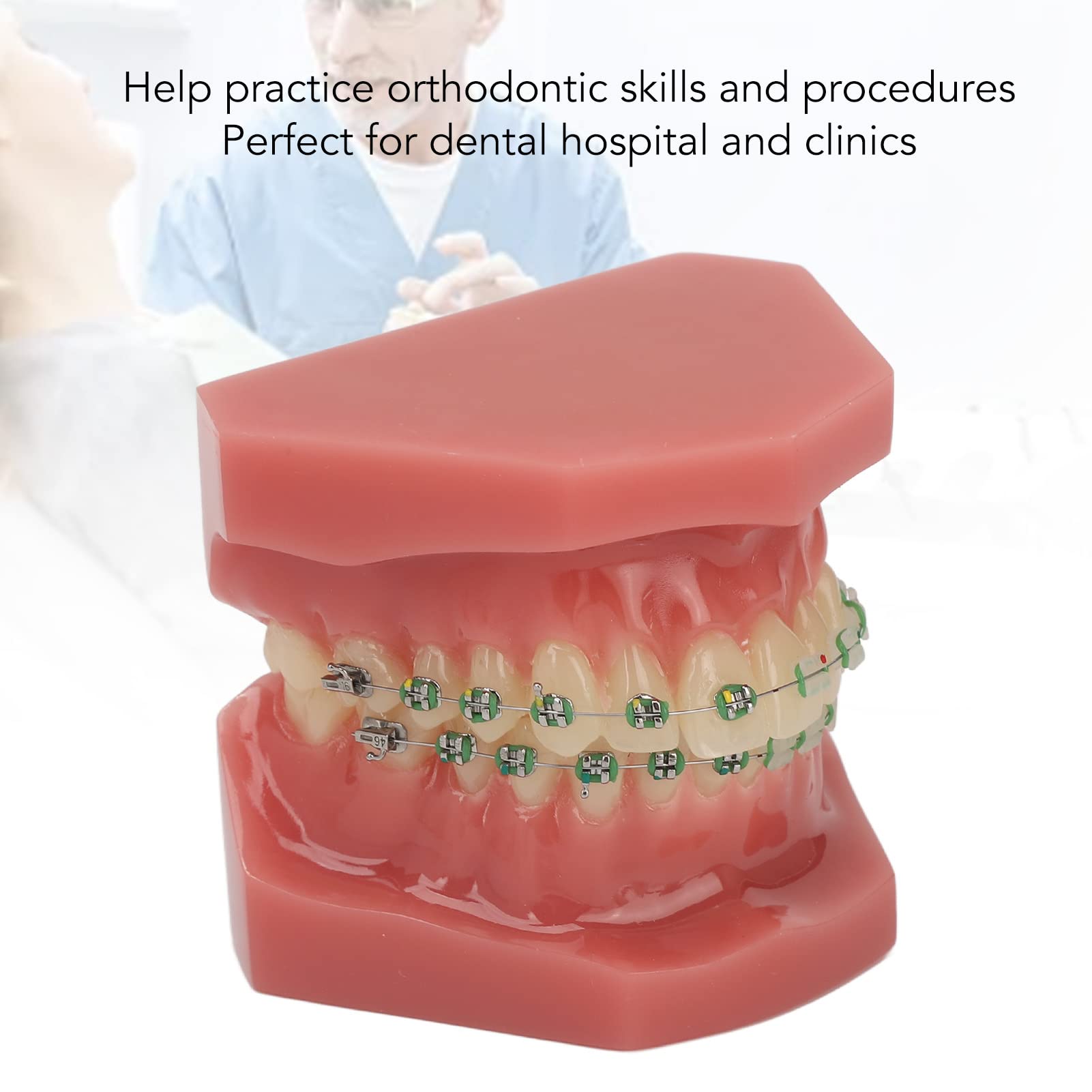 Modelo de Ortodoncia Profesional con Brackets Cerámicos y Metálicos para Enseñanza Odontológica