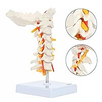 Vista 3 de Axis Scientific Modelo de vértebra cervical con nervios y arterias espinales Puntos de referencia óseos detallados de la columna cervical