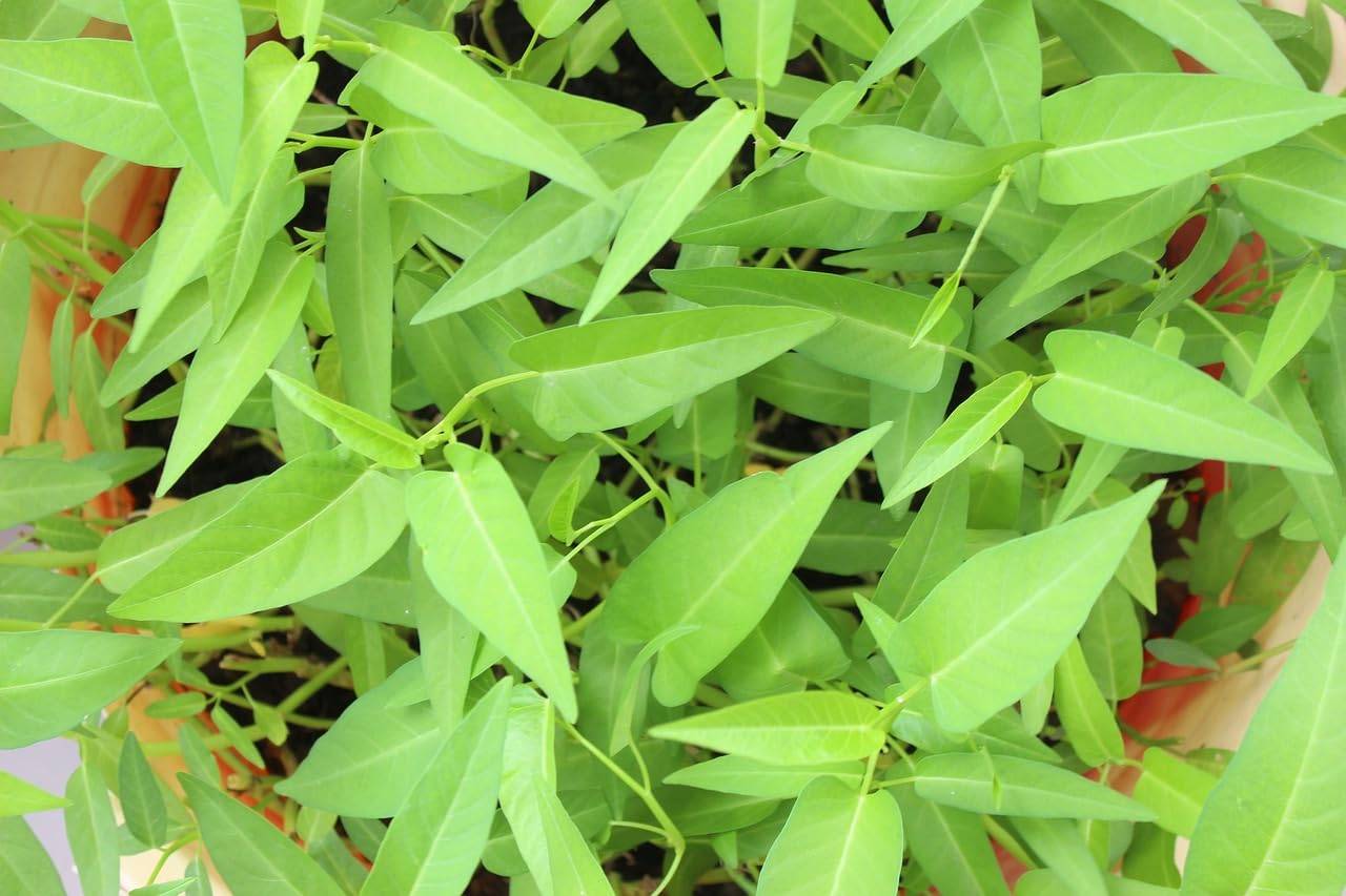 Water spinach seeds for home garden, 100% germination (500 seeds) (B0C8NJMR2Q) Amazon Price History, Amazon Price Tracker