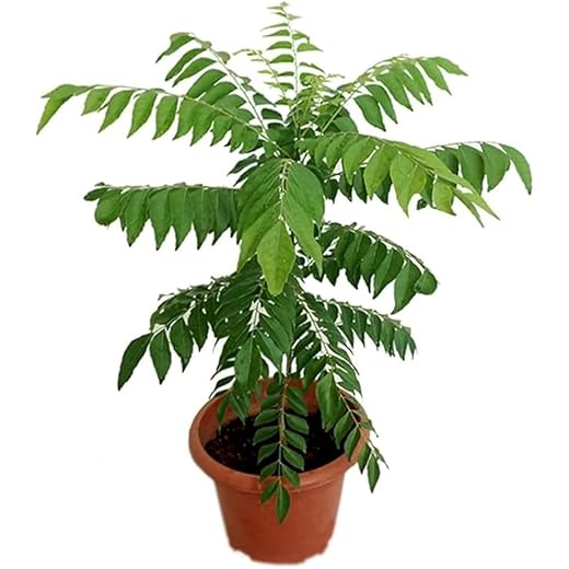 Curry Leaves Live Herb Plant - Pack of 1