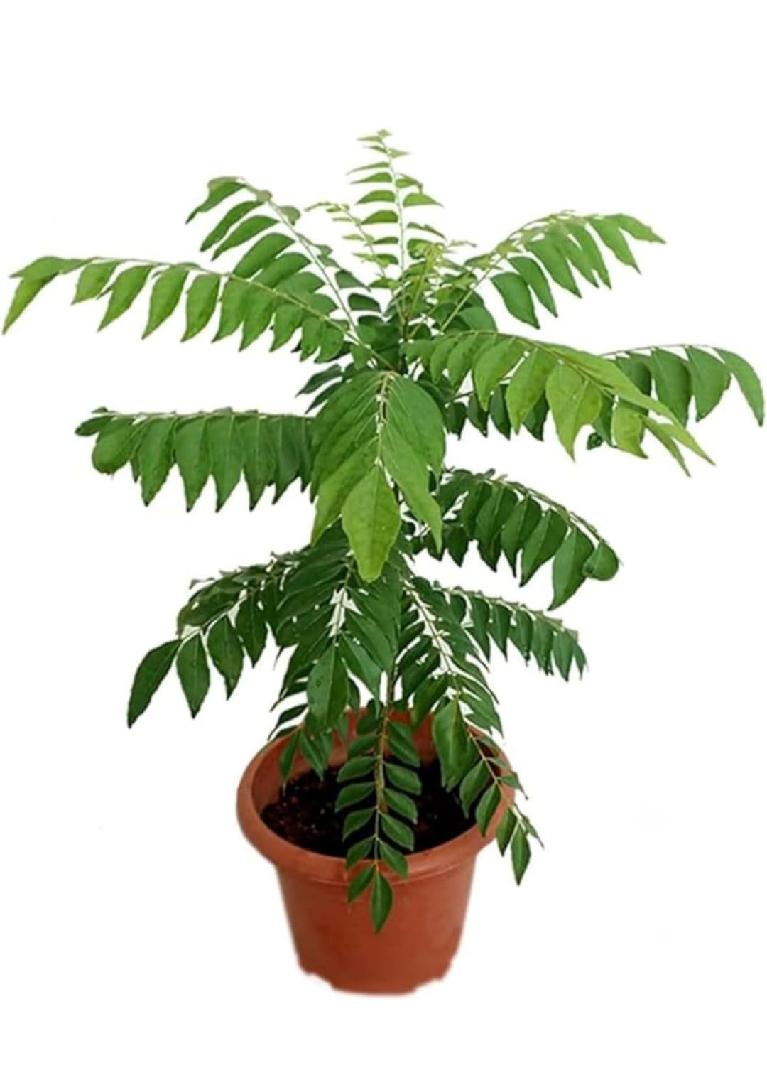 Desi Gardener Curry Patta (Kadi Patta) Live Plant with Pot - Fresh Herb Essential for Indian Cuisine-image-37