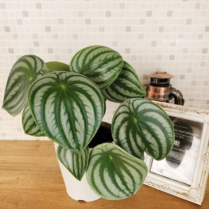 スイカぺぺ　確認用 スイカペペロミア】水やりが重要なポイント｜育て方｜置く場所｜開花園