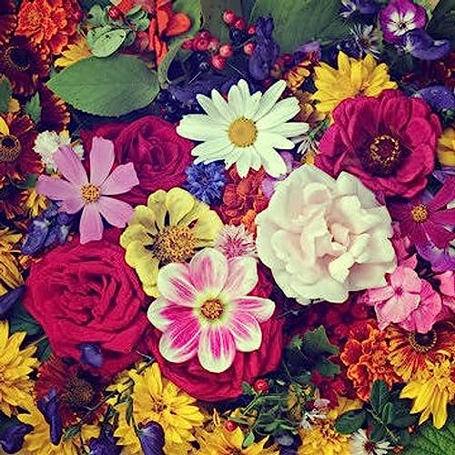 Pink and Purple ☺️