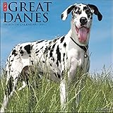 Just Great Danes 2017 Calendar