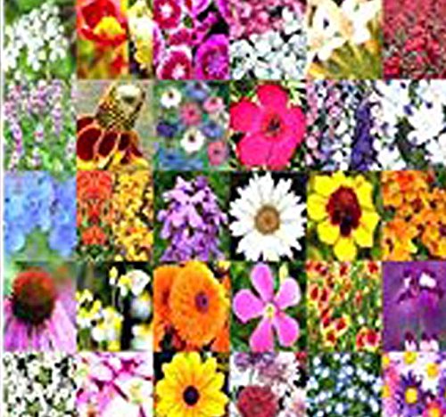 Perennial Wildflower Seeds - Bulk Mix - Minimum 30 Varieties - 100% Seed NO FILLERS - by MySeeds.Co (001 oz - (350+ sq. ft)) Perennial Wildflower Seeds - Bulk Mix - Minimum 30 Varieties - 100% Seed NO FILLERS - by MySeeds.Co (001 oz - (350+ sq. ft))