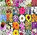 PERENNIAL Wildflower SEEDS - BULK MIX - Minimum 30 VARIETIES - 100% seed NO FILLERS - By MySeeds.Co (001 oz - (350+ sq. ft))