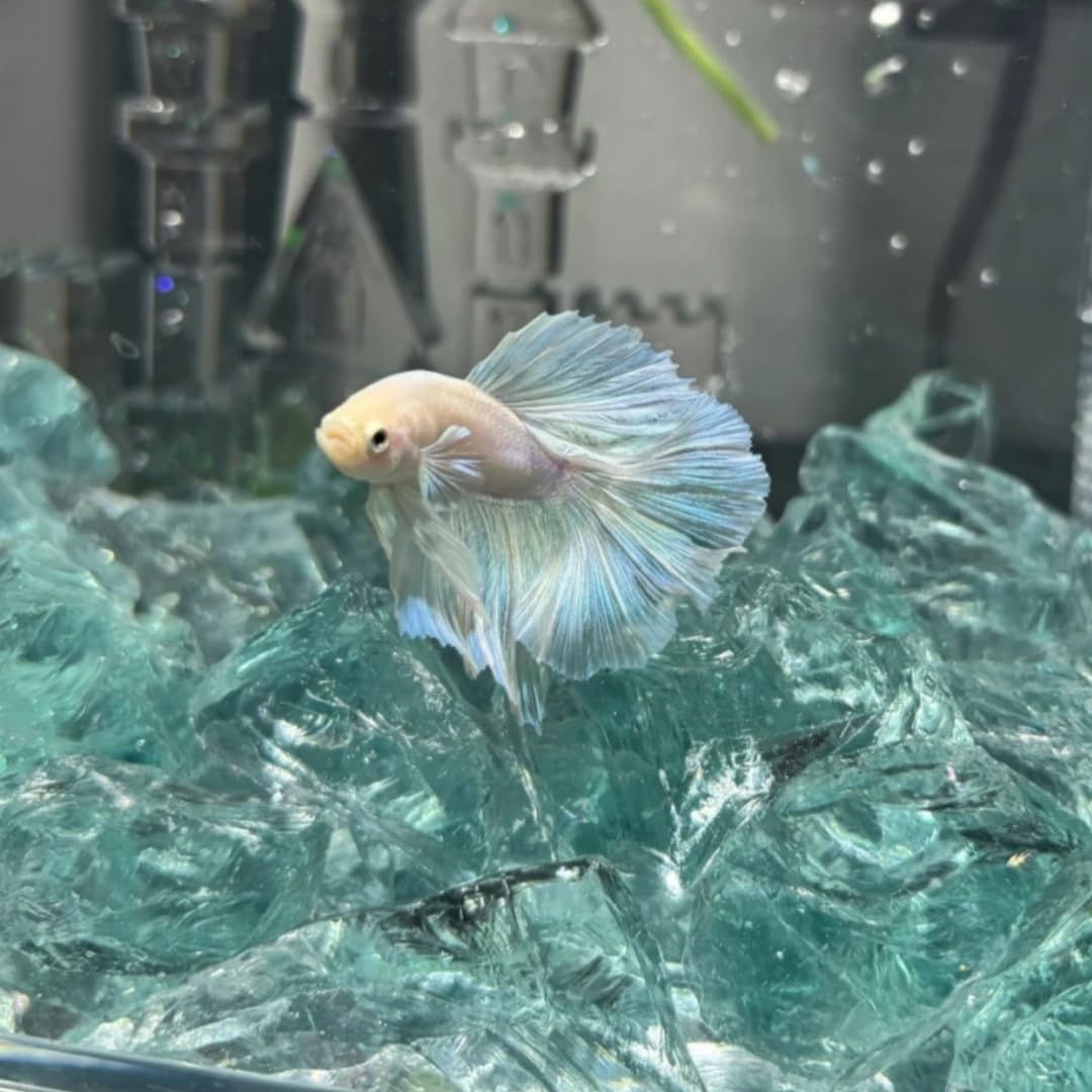 Aquarium Steine, Aquarium deko Glasstein | 800g, 3-5cm Fischo rnamente, Garnelenversteck, geeignet für Aquarien Aller Größen,Blumentopfdekoration