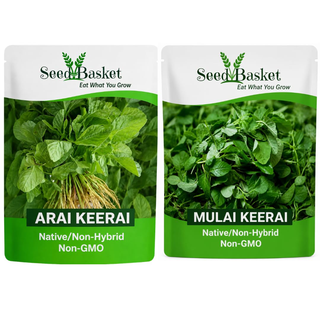 Seedbasket Arai Keerai Seeds + Mulai Keerai Seeds Combo Pack | 3000+ seeds | Native/Non-Hybrid | Non-GMO Leafy Vegetable Seeds for Home Gardening | Easy to Grow | Pack of 2-picture-29