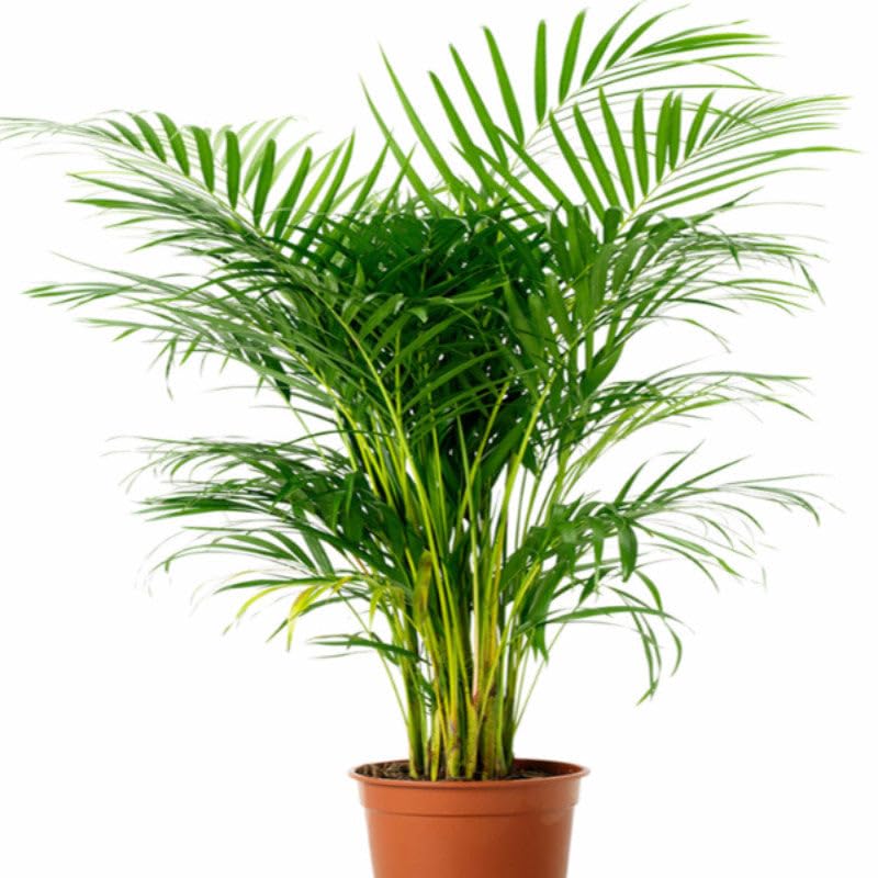 Areca Palm - Indoor/Outdoor Air-Purifying (B0CX9HJBVG) Amazon Price History, Amazon Price Tracker