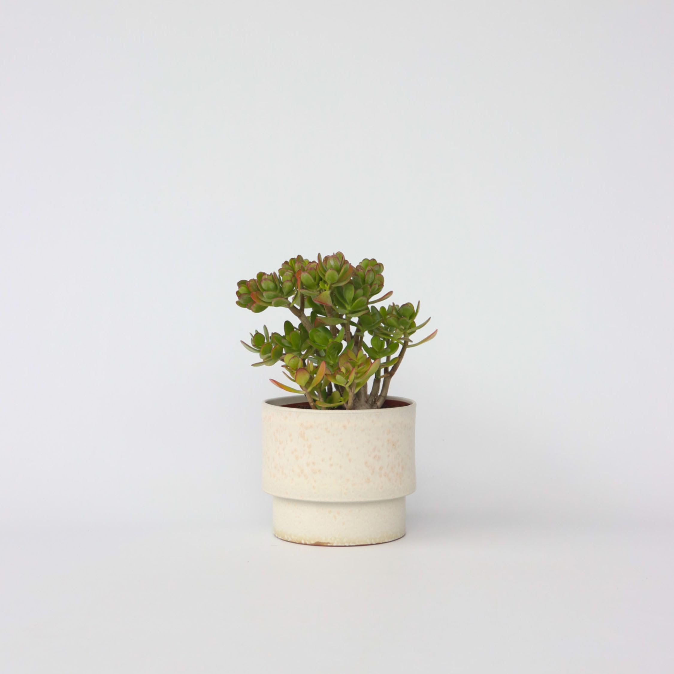 Plant in a Box - Pianta di Giada - Crassula ovata 'Hobbit' - Alt. 45-50cm - Vaso 23cm - Da interno - Succulenta - Verde