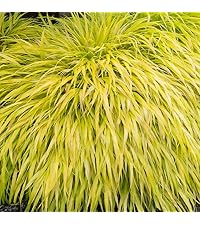 Amazon.co.jp: ITANSE 風知草(フウチソウ) 黄金葉 9cmポット 1個