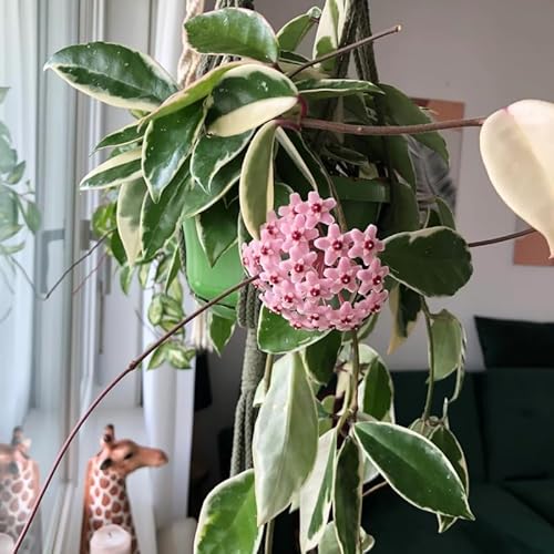 Variegated Hoya Plant Live, Carnosa Hoya Tricolor Plant 4-7 Inches, Indoor Houseplant for Planting Variegated Hoya Plant Live, Carnosa Hoya Tricolor Plant 4-7 Inches, Indoor Houseplant for Planting