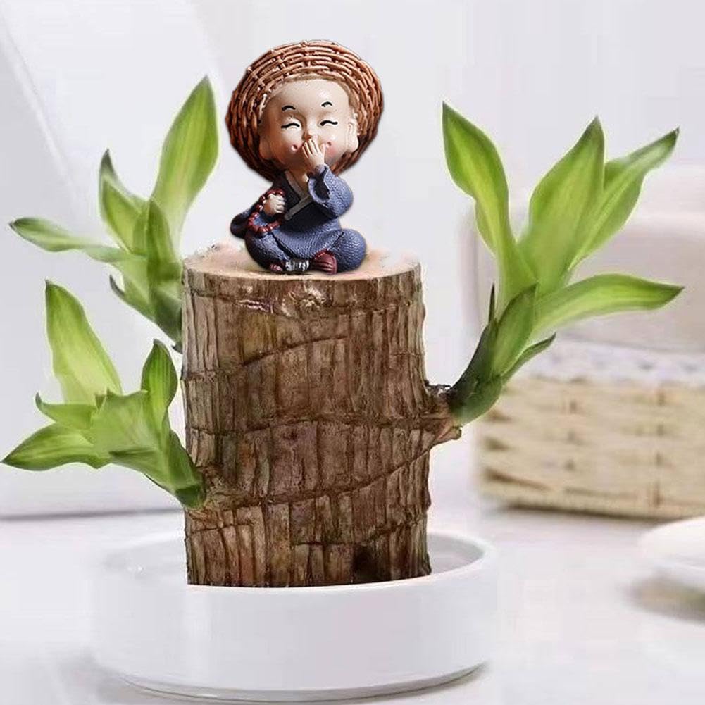 Albero Della Fortuna Brasiliano In Idrocoltura – 10 Cm Con Statuetta Zen, Perfetto Per Ufficio E Regalo