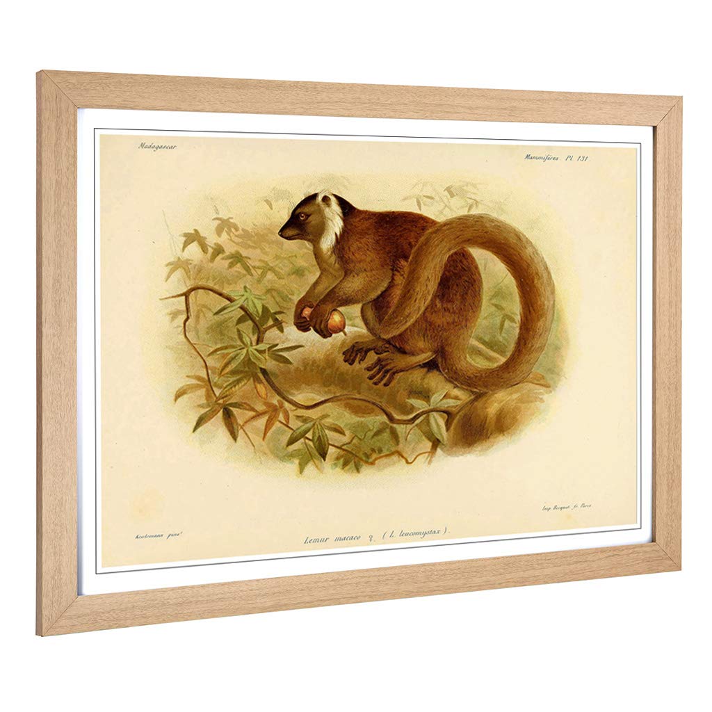 Big Box Art Framed Print of Vintage J.G. Keulemans Black Lemur Design | Wall Art Picture | Home Decor for Kitchen, Living Room, Bedroom, Hallway, Oak, A2 / 24.5x18 Inch / 62x45cm