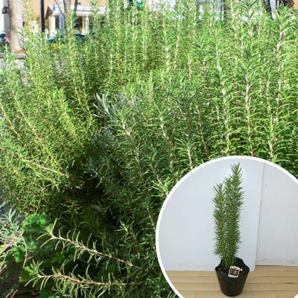 ゴールデンリバーサイド、 レインボーストライプ 2鉢。 ゴールデン ゴールデンリバーサイド、 レインボーストライプ 2鉢。 ゴールデン