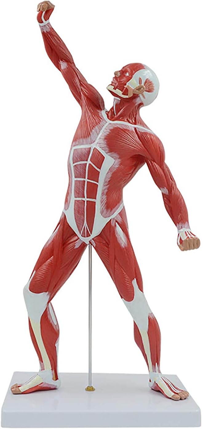 Model of muscle system miniature of the whole body of the human body, help the teaching of the muscular anatomy of 50 cm, model of muscle man art sketch sculpture