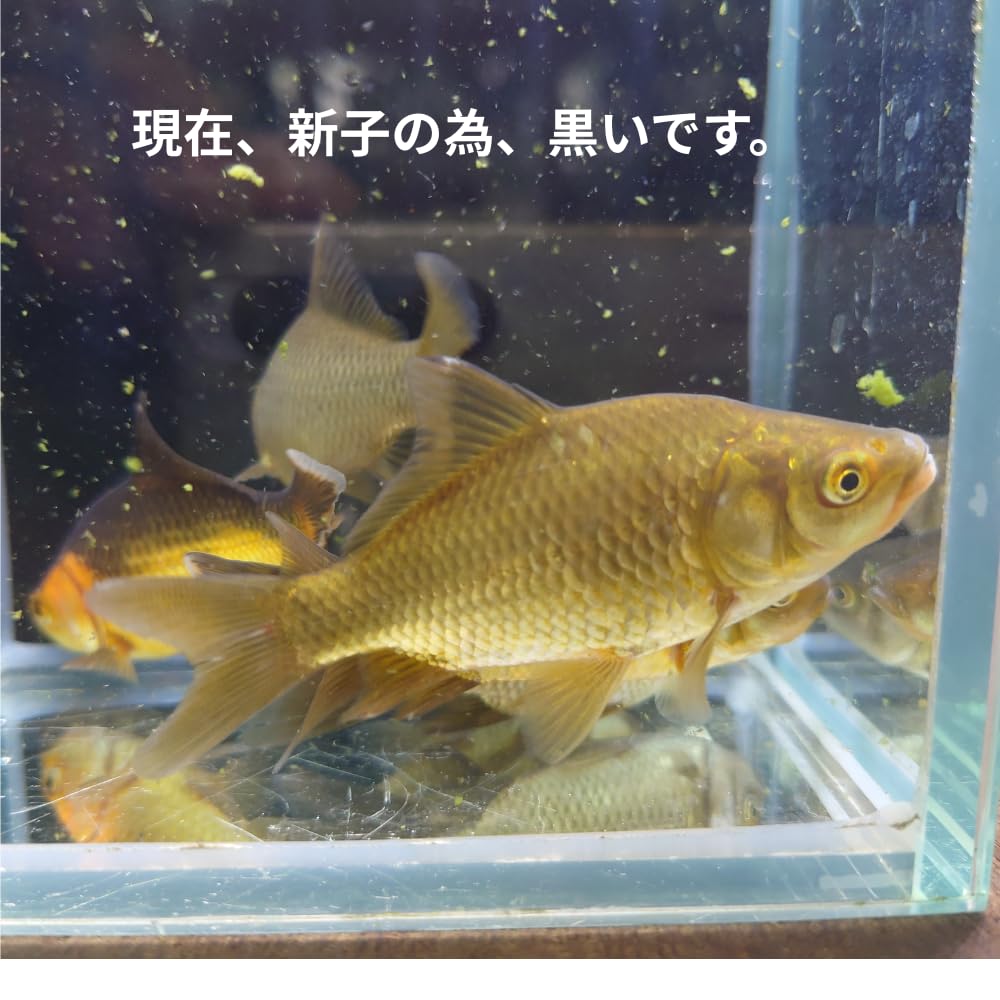 Amazon | （生体）金魚 姉金100匹セット餌金観賞魚 | ノーブランド