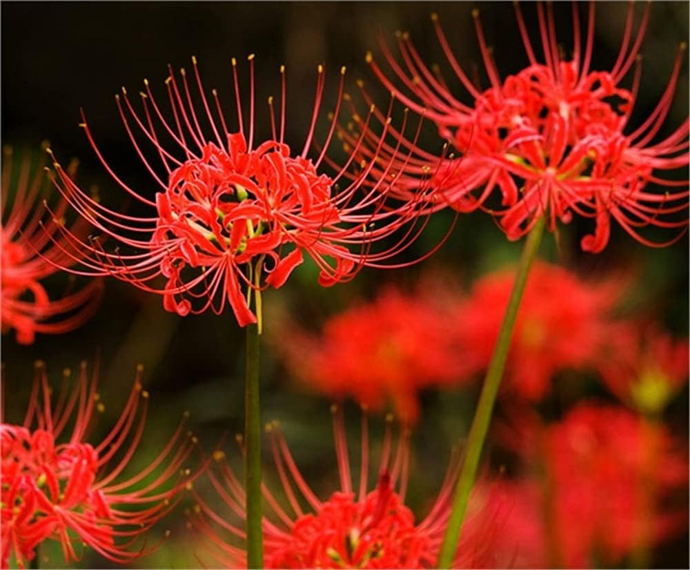 ヒガンバナの球根 彼岸花球根 花を植える庭 香りのよい庭の装飾の