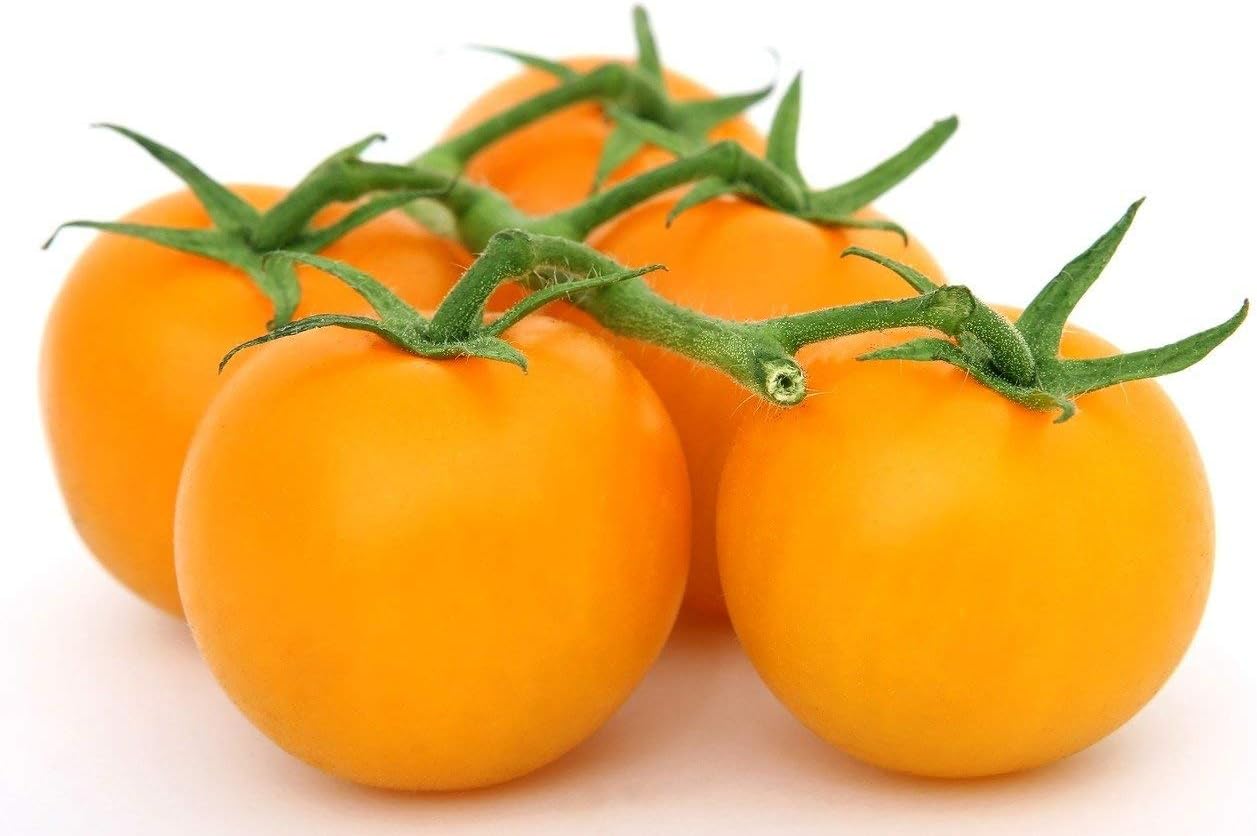Golden Jubilee Tomato Seeds - Large Tomato - One of The Most Delicious Tomatoes for Home Growing, Non GMO - Neonicotinoid-Free.