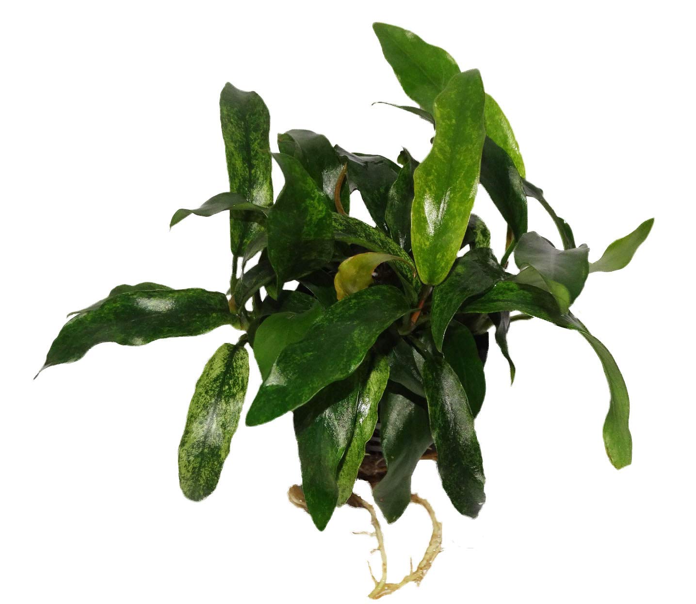 Maalavya Live Aquarium Aquatic Plant with pot | Big bunch | (Barteri VAR. glabra) (B07VGSQPLQ) Amazon Price History, Amazon Price Tracker