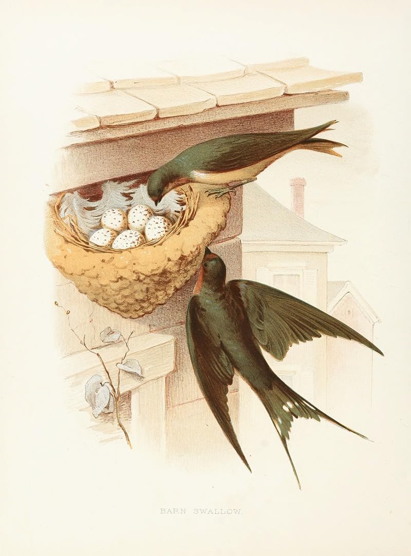 Jaskółka stodoły (1882) plakat wydruk autorstwa Edwina L. Shepparda (24 x 36)