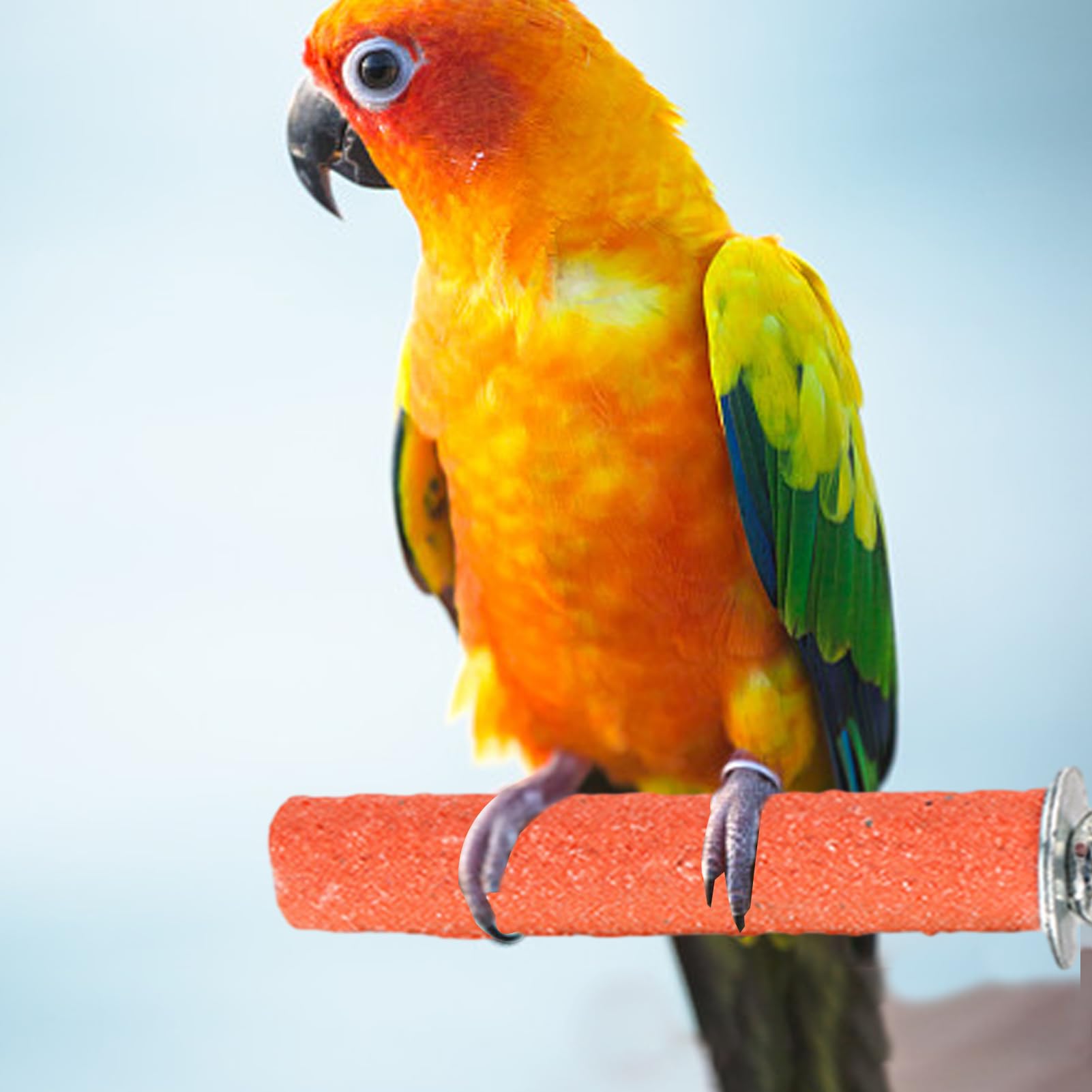 Szlifierka dla ptaków, okonia w klatce dla ptaków – Parrot Frosted stojak na okonie do klatki, zabawka do ostrzenia pazurów, dla papug, papug, gołębi