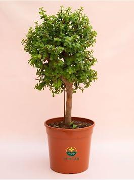 Portulacaria Afra Ye im Para Bitkisi, 15-25 cm, Saks l , Salon  i e i