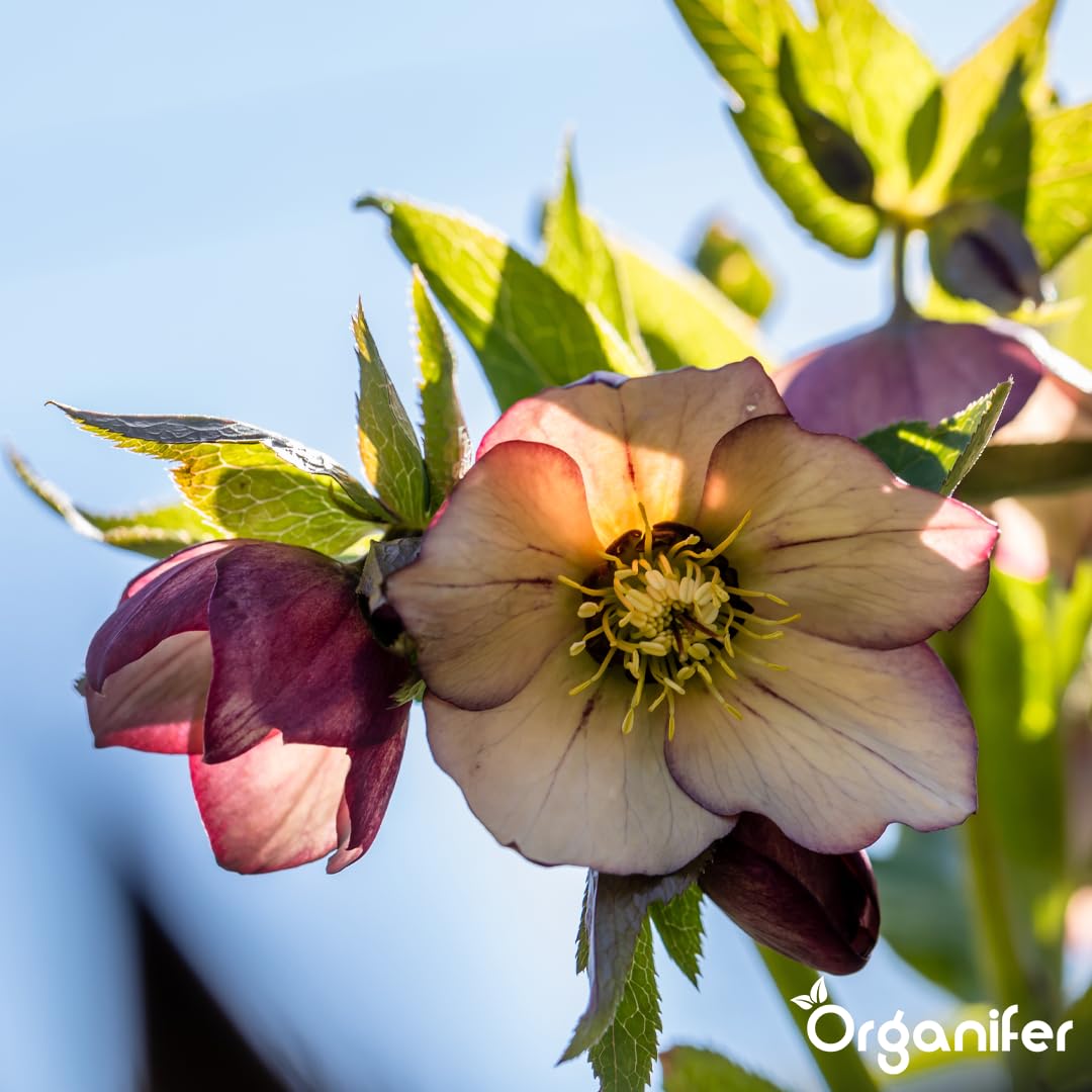 Fertilizante Líquido Para Rosa De Cuajada - 10L - NPK 3-4-3 | Hojas Sanas Y Floración Abundante - Organifer