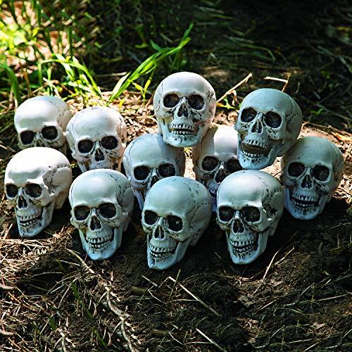 Fun Express Bag of Realistic Bulk Skeleton Skulls 5 Inch Human Skulls Halloween Decorations, Bar and Table Halloween Decor, Spooky Yard Decor - White (12 Pack)2
