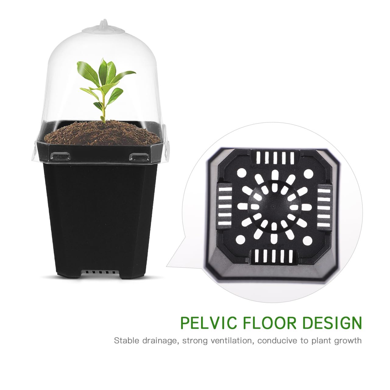 Italy Green Life - Mix di 30 Piantine Grasse Vere Mini Cactus e Succulenti, Vaso 5.5