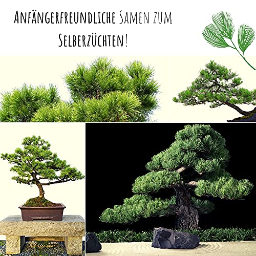 Außergewöhnliche Bonsai Samen mit hoher Keimrate - Pflanzen Samen Set für deinen eigenen Bonsai Baum (1x Mittelmeer Pinie)