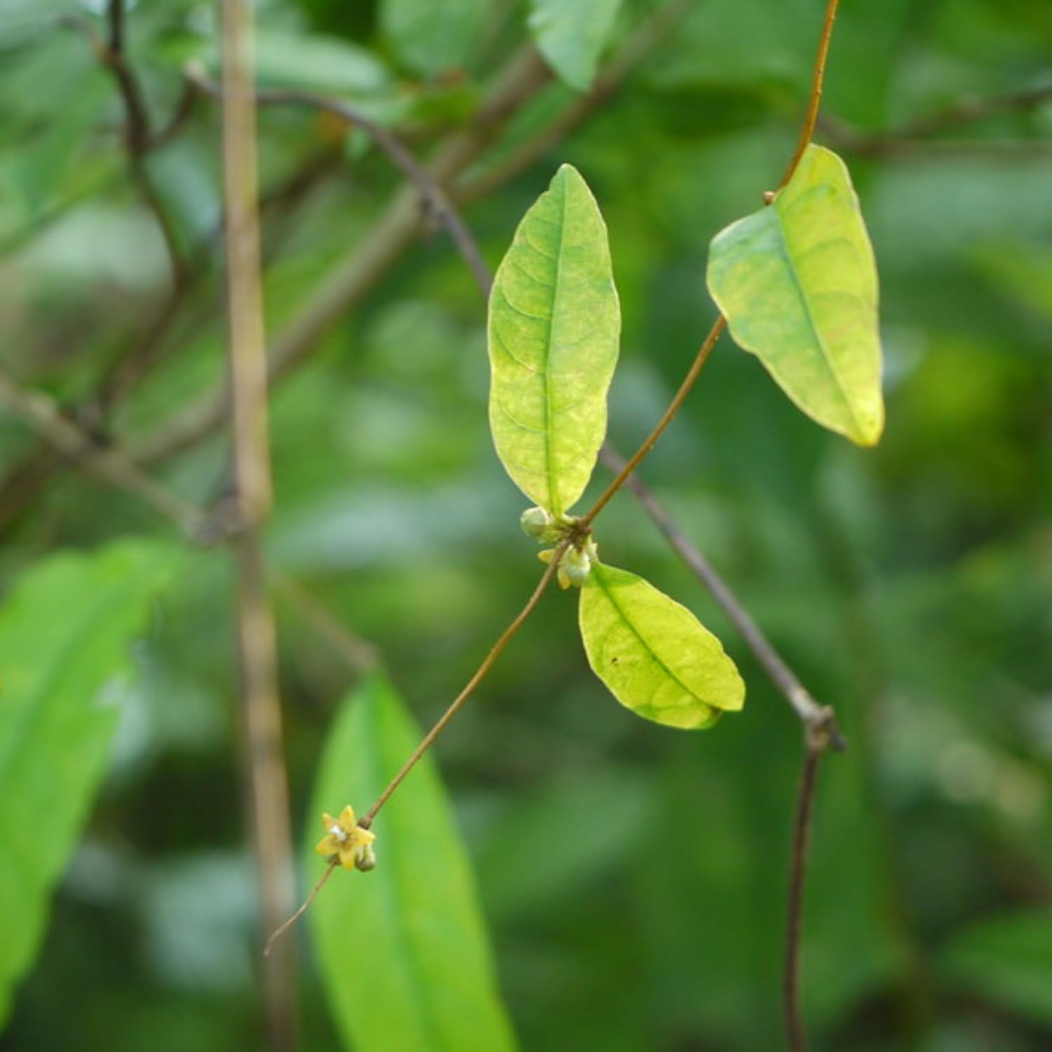 Hug A Plant | Nannari Plant, Anantamul (Indian Sarsaparilla) Medicinal Live Plant (Home & Garden) (B0CQFBV56N) Amazon Price History, Amazon Price Tracker