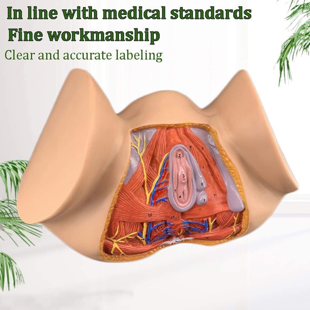 1 szt. Model anatomiczny kobiecego krocza w naturalnej wielkości – kolorowa pomoc dydaktyczna do nauki anatomii ginekologicznej w placówkach opieki zdrowotnej