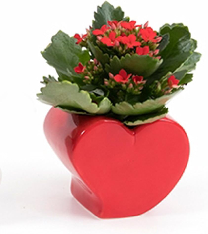 Better-Way Orchid Planter, Ceramic Flower Container 3 Inch Heart Shaped Succulent Cactus Plant Pot Decorative Centerpiece Vases (Heart)
