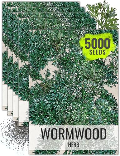 Seed Needs Wormwood Seeds for Planting - Non-GMO, Heirloom & Untreated Perennial Herb - Medicinal Herbs for Digestion & Gut Health (5 Packs)