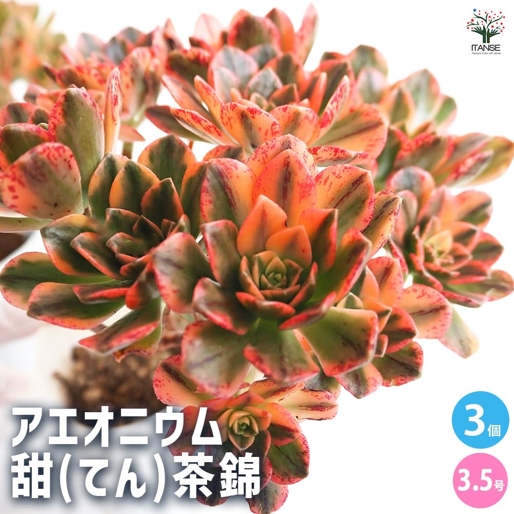 Amazon.co.jp: 多肉植物 アエオニウム 甜茶錦 3.5号 3個セット【品種で