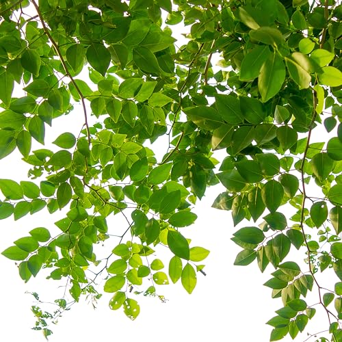 Jobe’s Slow Release Tree and Shrub Fertilizer Spikes, Easy Plant Care for Oak, Maple, Dogwood, Boxwood, and Many More Acid Loving Trees and Shrubs, Bulk 160 Count