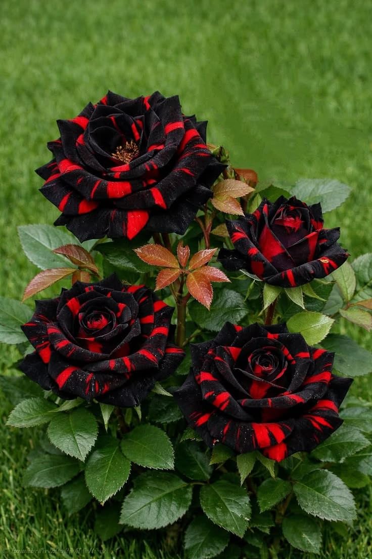 Rare Rose Plant - Hardy Perennial Rose Shrub - Richly Fragrant - Suitable for Potted and Ground Planting - Beautiful Garden Landscaping/that Grow Fast/Golden Jade Carving-5 Root-E